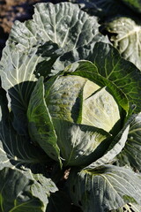 Fresh green cabbage with vibrant, crisp leaves, showcasing natural texture and organic beauty.
