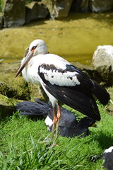 Maguari Stork, portrait