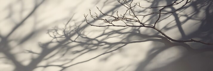 Branch Shadow on Wall