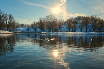 White swan swimming in the pond under the beautiful sunlight and the cloudy blue sky © Lena