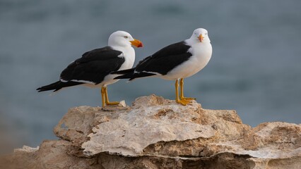 Pacific Gulls sitting on a cliff edge watching the sunset, on Mornington Peninsula, Australia