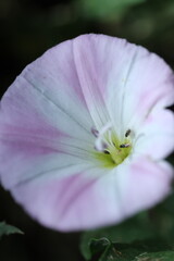 Fototapeta premium pink flower in the garden