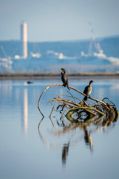 Two Great cormorant (Phalacrocorax carbo), perched on a dead tree branch in the morning light at Isola della Cona near Industrial area of Monfalcone