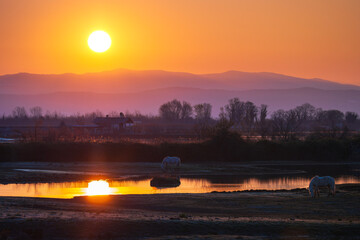Early Spring Sunrise at Isola della Cona, Staranzano in Italy
