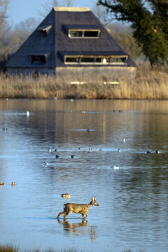 Isola della Cona Wildlife reserve in Spring Morning with a deer wading the swamp at Sunrise