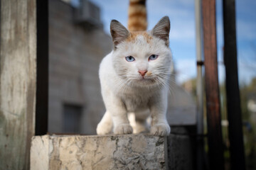 An Alley Cat Portrait