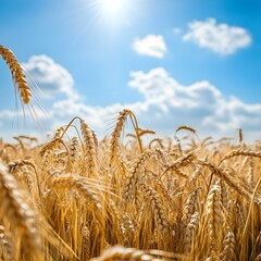 Golden Wheat Field Under Sunny Sky