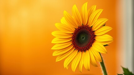 Obraz premium Radiant Yellow Sunflower