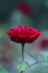 Obraz premium red rose in the garden
