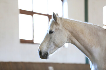 Beautiful gray horse portrait without harness. Close-up of a white horse on training