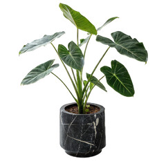 Alocasia  Wentii Houseplant in Pot  Tropical Indoor Plant.png