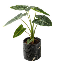Alocasia  Wentii Houseplant in Pot  Tropical Indoor Plant.png