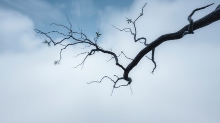 Winter Branch Silhouette