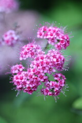 close up of pink flower