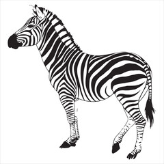 Zebra Vector 