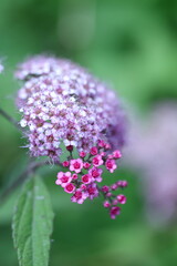 close up of a flower