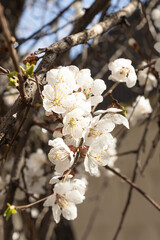 White flowers on a fruit tree on nature