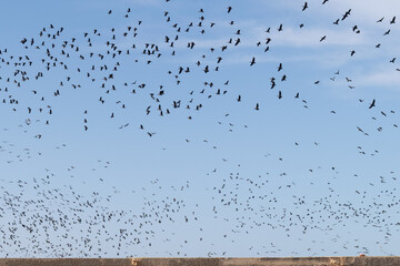 Flock of Birds Flying in a Blue Sky, Senegal, Africa