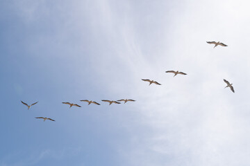 Flock of Birds in Sky, Senegal, Africa