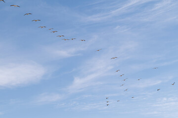 Birds in Flight, Senegal, Africa