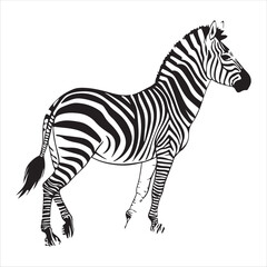 Zebra Vector 