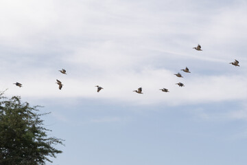 Flight of Pelicans Against Cloudy Sky, Senegal, Africa