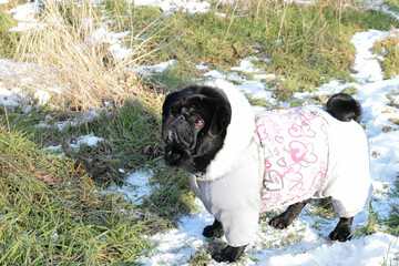 Beautiful black pug girl weared in grey warm overalls. Cute dog standing on snowy path among green grass on sunny day in winter forest.