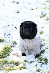 Beautiful black pug girl weared in grey warm overalls. Cute dog sitting on snow, green grass, sunny...