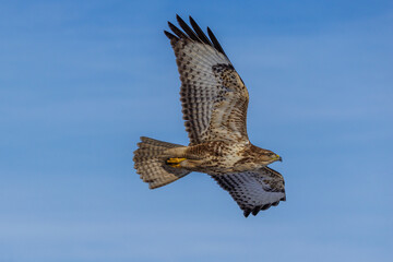 Mäusebussard (Buteo buteo)