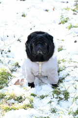 Beautiful black pug girl weared in grey warm overalls. Cute dog sitting on snow, green grass, sunny day in winter forest. 