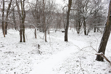Moody winter woods, dark trees, white snow-covered forest path, overcast day.