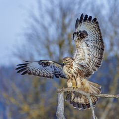 Mäusebussard (Buteo buteo)