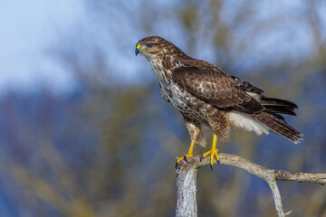 Mäusebussard (Buteo buteo)