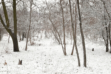 Moody winter woods, dark trees, white snow-covered forest, overcast day.