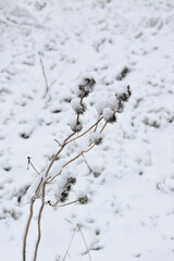 Snow-covered wildflowers in winter forest. Dry plant with white fluffy snow balls.