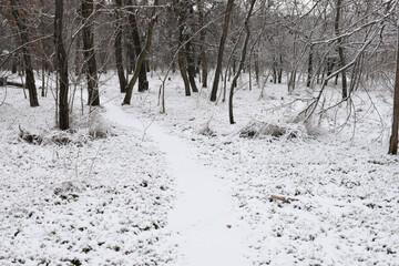 Moody winter woods, dark trees, white snow-covered forest path, overcast day.