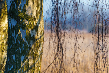 Chlodny poranek nad Stawami Dojlidzkimi, Podlasie, Polska © podlaski49