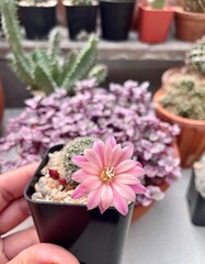 Hand holding a small cactus with a delicate pink flower blooming.
