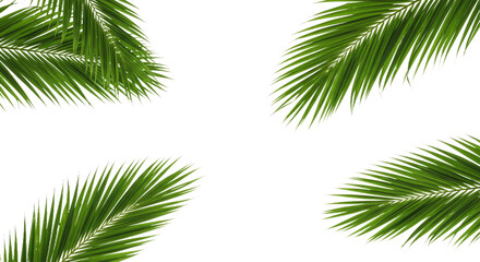 A Dynamic Arrangement of Palm Leaves Extending Diagonally Across the Frame-
