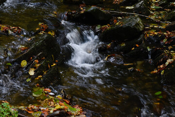 Laznyi Waterfall. Mountain stream flowing between mossy rocks in autumn forest. Clear frothy water, colorful fallen leaves on rocky rapids. Beautiful nature of Carpathians.