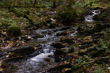 Laznyi Waterfall. Mountain stream flowing between mossy rocks in autumn forest. Clear frothy water, colorful fallen leaves on rocky rapids. Beautiful nature of Carpathians.
