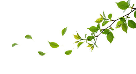 Obraz premium A Dynamic, Windswept Tree Branch With Delicate Green Leaves Appearing to Sway in an Unseen Breeze
