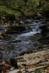 Laznyi Waterfall. Mountain stream flowing between mossy rocks in autumn forest. Clear frothy water, colorful fallen leaves on stepped cliffs. Beautiful nature of Carpathians.