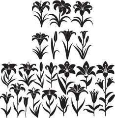 set vector various lily flowers silhouette
