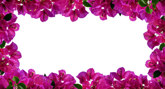 A Lush, Full Bougainvillea Blossom Border, Forming a Continuous Floral Frame Around the Edges of the Composition