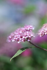 purple flower in the garden