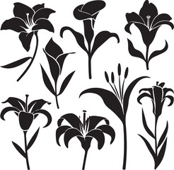set vector various lily flowers silhouette