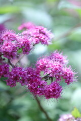purple flowers in the garden