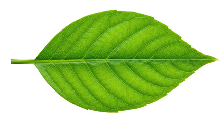 Obraz premium A Single, Vibrant Green Leaf Isolated on a Pure White Background