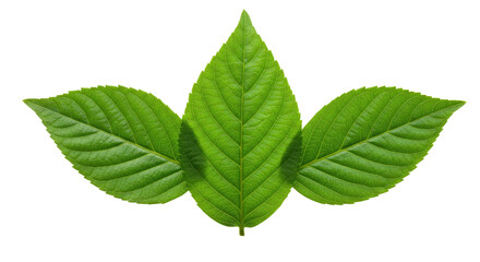 Obraz premium An Artistic Arrangement of Three Fresh Green Leaves, Symmetrically Placed and Fanned Out Against a Pure White Background-